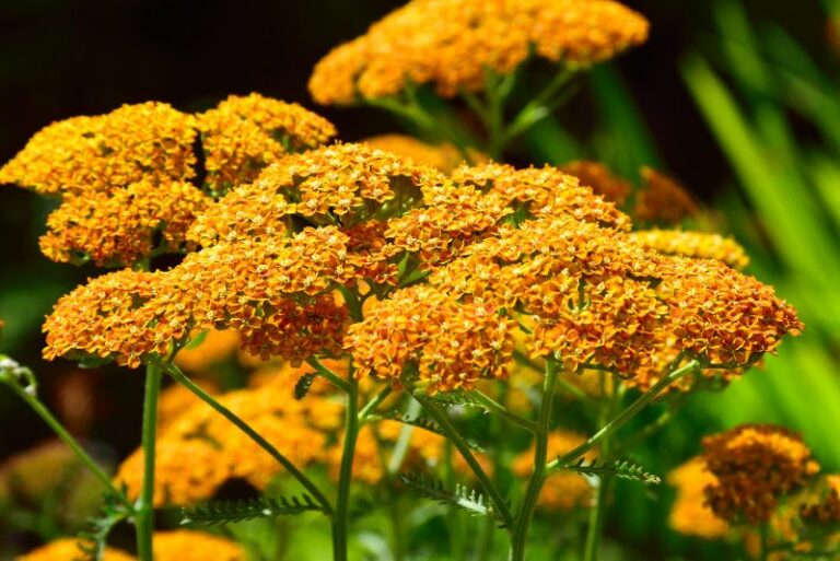 How to Grow Achillea: A Guide for Plant Enthusiasts