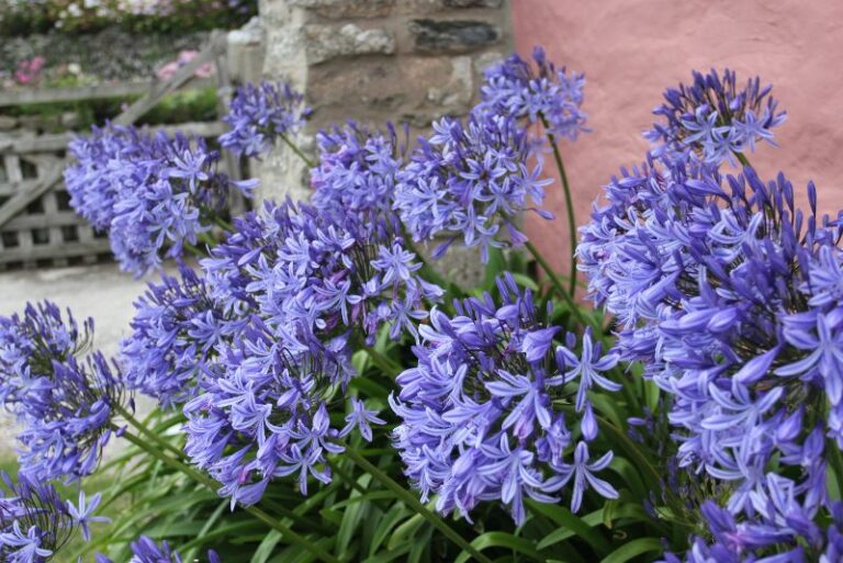 How to Grow Agapanthus: A Gardener’s Guide