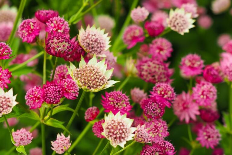 How to Grow Astrantias: A Guide for Gardening Enthusiasts