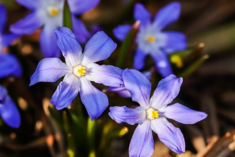 How to Grow Chionodoxa: A Guide for Gardening Enthusiasts