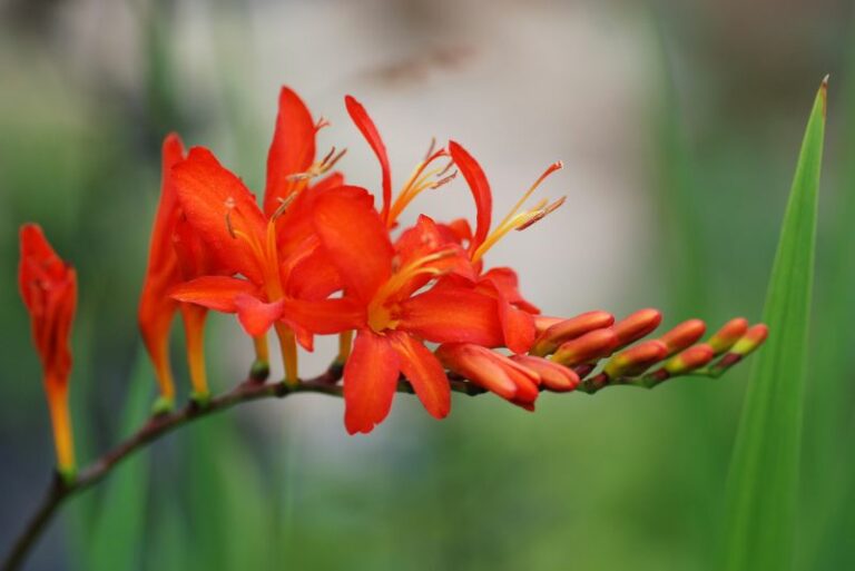 How to Grow Crocosmias: A Gardener’s Haven of Color and Tranquility
