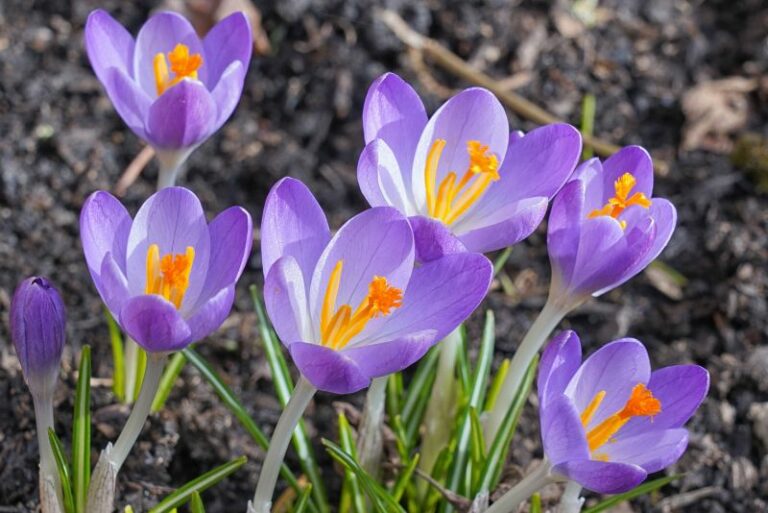 How to Grow Crocuses: A Complete Guide for Flourishing Bulbs in Your Garden