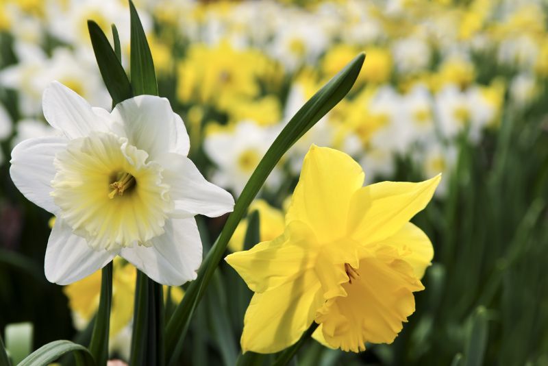 Choosing the Right Daffodil Varieties