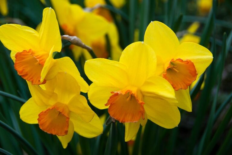 How to Grow Daffodils: A Gardener’s Guide