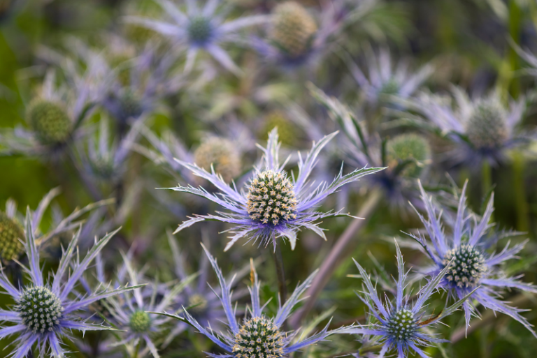 Eryngium Extravaganza: Your Ultimate Guide to Growing Sea Hollies in Your Garden