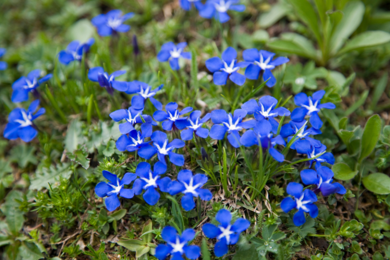 How to Grow Gentians: A Comprehensive Guide