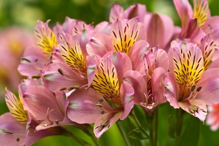 Plant, Grow, and Nurture the Timeless Beauty: A Guide to Alstroemeria