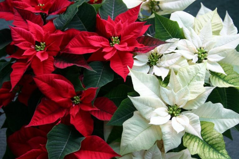 Ideas for Decorating with Poinsettias This Holiday Season