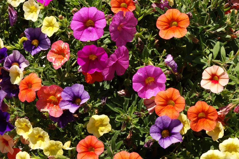 Importance of Light Conditions for Petunias