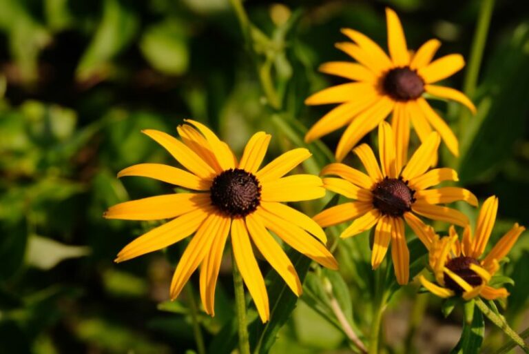 Harvesting Sunshine: The Art of Black Eyed Susan Seed Collection - The ...