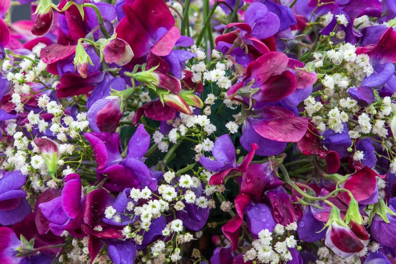 Introduction to Perennial Sweet Pea
