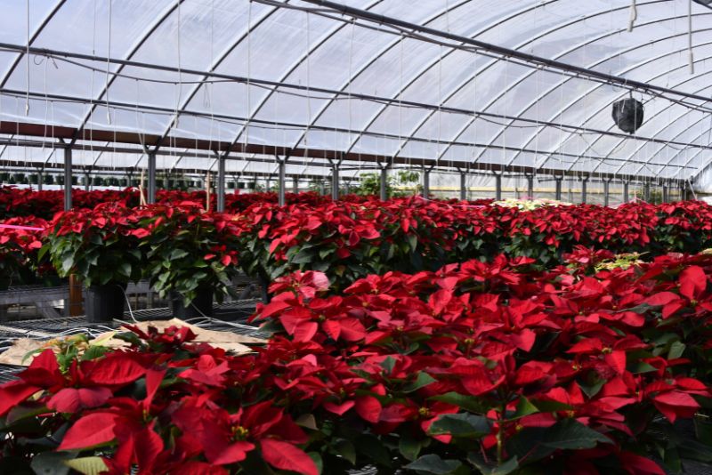 Introduction to Poinsettia Care