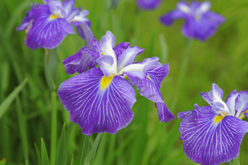 Japanese Irises (Iris ensata)