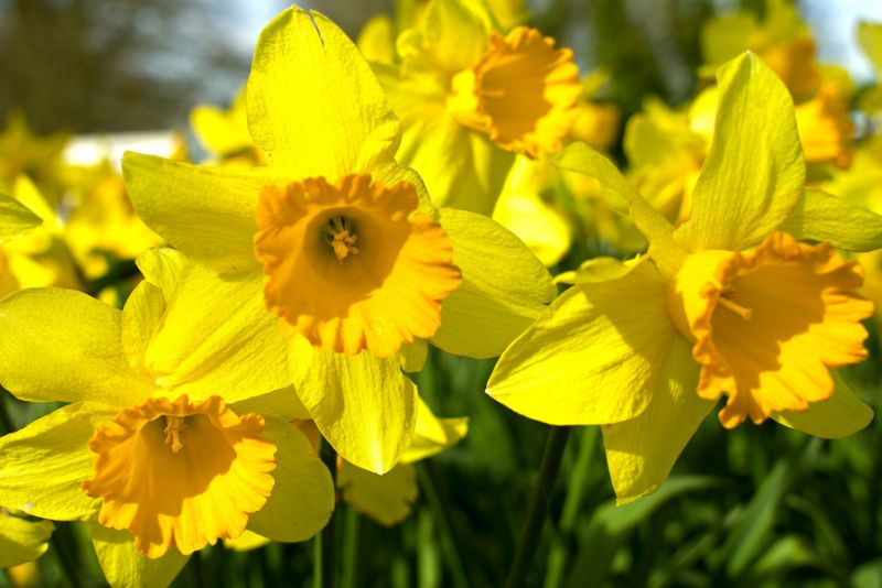 Types of Late-Flowering Daffodils