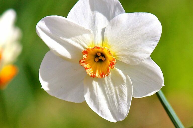 Late-Flowering Daffodils: A Gardener’s Delight