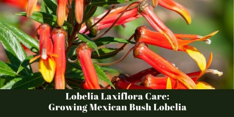 Lobelia Laxiflora Care: Growing Mexican Bush Lobelia