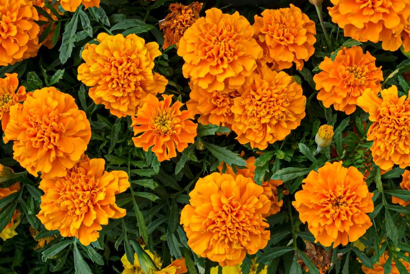 Marigolds (Tagetes spp.)