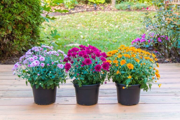 Maximizing Your Potted Mums: Post-Bloom Care Guide