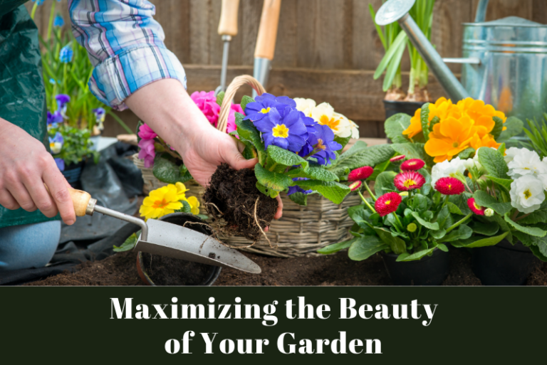 Maximizing the Beauty of Your Garden: Rose Spacing Guide
