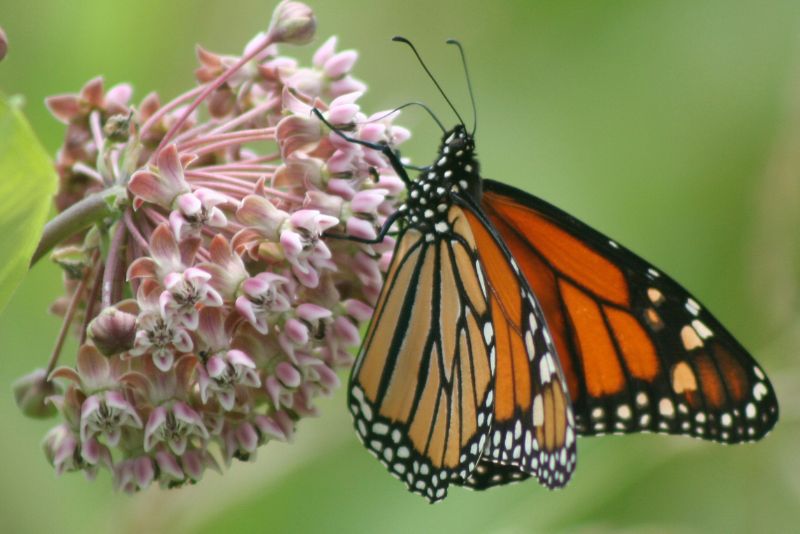Milkweed Varieties for Monarch Butterflies
