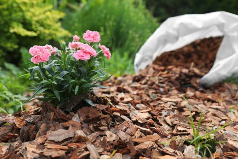 Mulch For Roses – Type Of Mulch To Use With Roses