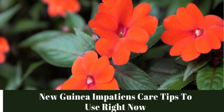 New Guinea Impatiens Care Tips To Use Right Now