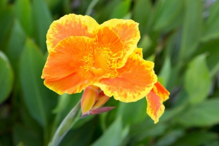 Orange Canna Lily Varieties To Brighten Up Your Garden