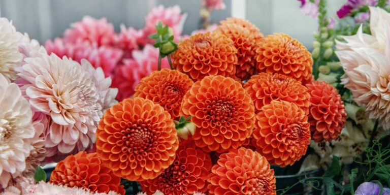 Orange Dahlia Varieties That Will Brighten Your Garden