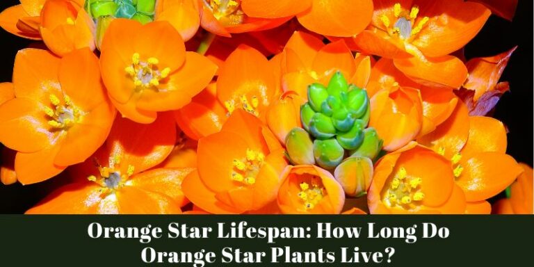 Orange Star Lifespan: How Long Do Orange Star Plants Live?