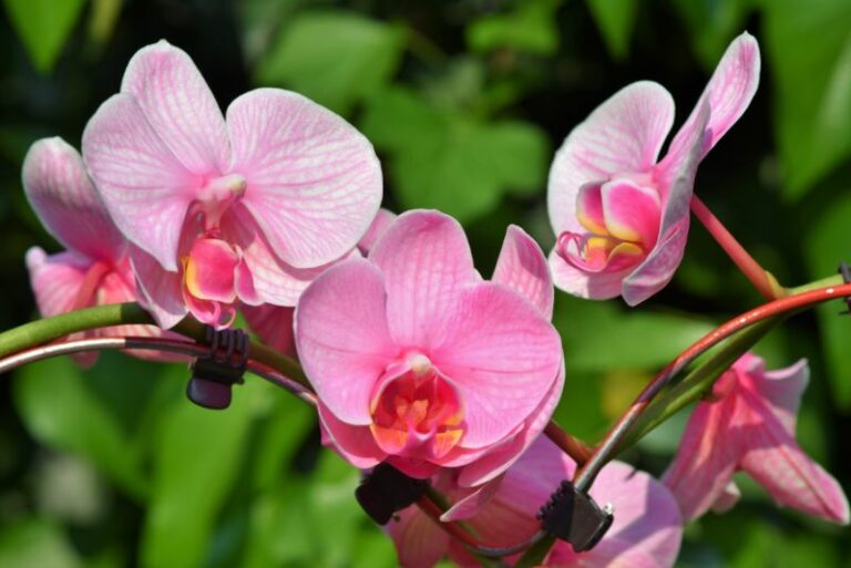 Orchid Flower Colors: What Colors Do Orchids Bloom?
