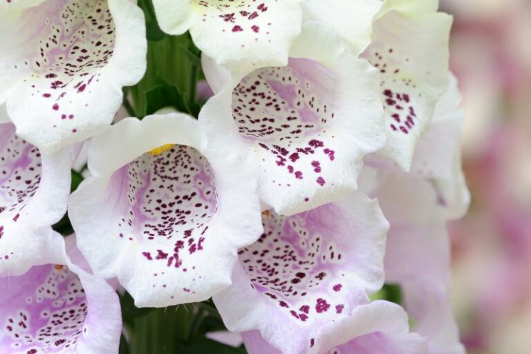 Overwintering Foxgloves: A Gardener’s Guide to Cold-Weather Care