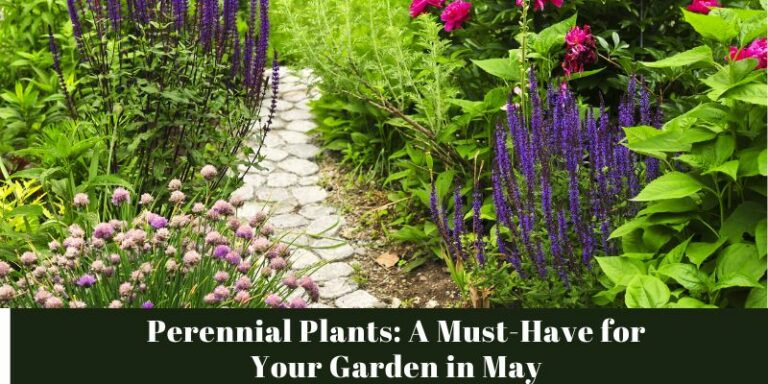 Perennial Plants: A Must-Have for Your Garden in May