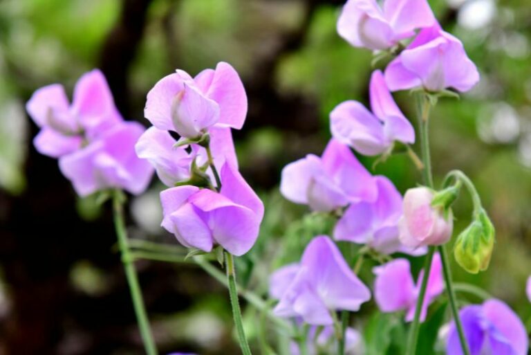 Growing Perennial Sweet Pea: A Comprehensive Guide