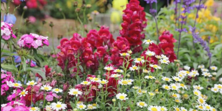 Perennials You Can Plant This September: A Gardener’s Guide