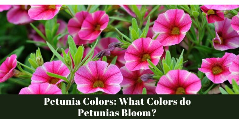 Petunia Colors: A Rainbow in Your Garden