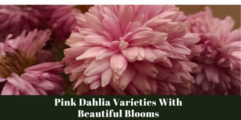 Exploring Pink Dahlia Varieties: Blooms That Inspire