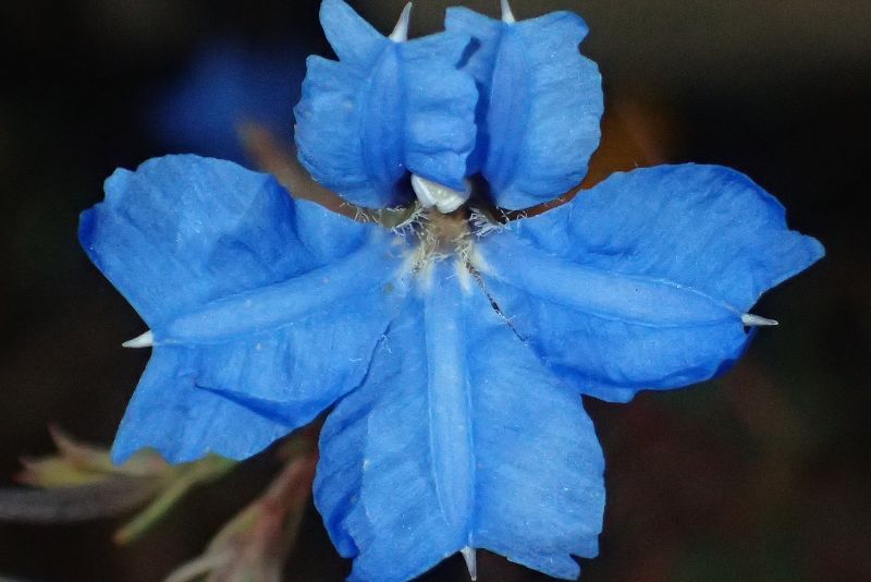 Planting Blue Lechenaultia
