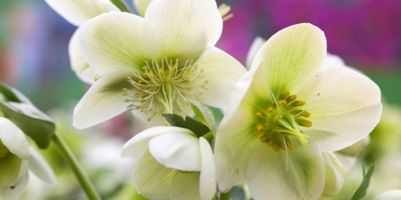 Planting Hellebores in Pots or Containers