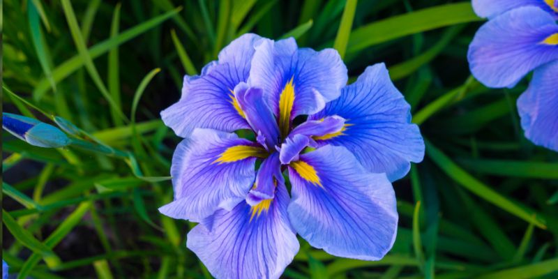 Planting Iris Flowers: Laying the Groundwork for Splendor