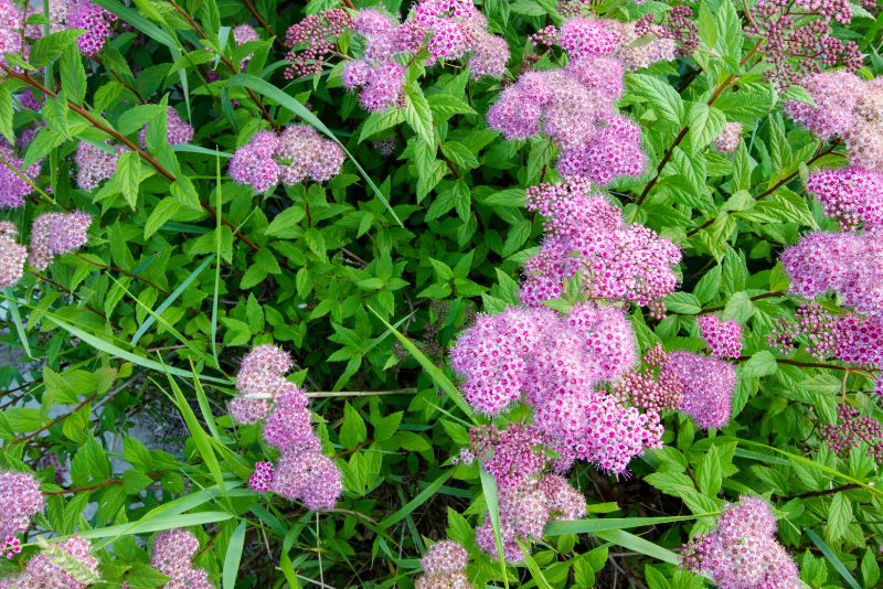 Planting Swamp Milkweed