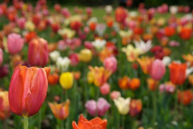 Planting Tulips: Timing and Tips for a Blooming Success