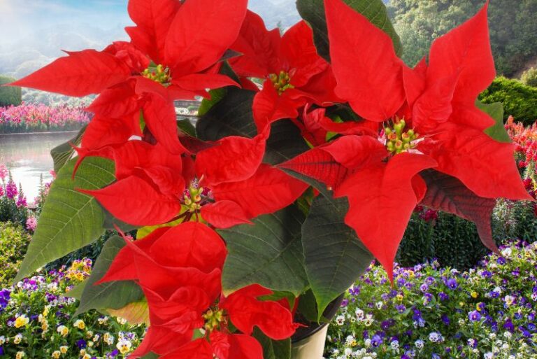 Ultimate Guide to Poinsettia Care: Tips for Thriving Plants