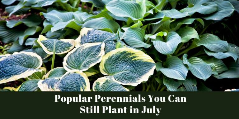 Popular Perennials You Can Still Plant in July