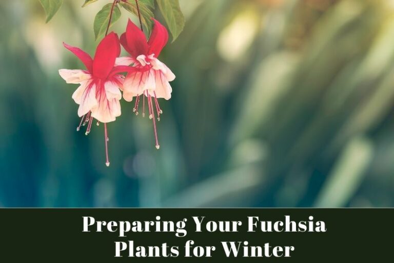 Preparing Your Fuchsia Plants for Winter: A Green Thumb’s Guide to Cold-Weather Care
