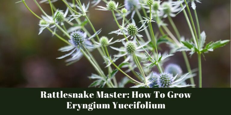 Rattlesnake Master: How To Grow Eryngium Yuccifolium