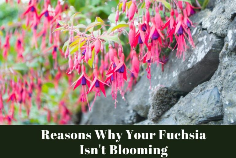 7 Common Reasons Why Your Fuchsia Isn’t Blooming