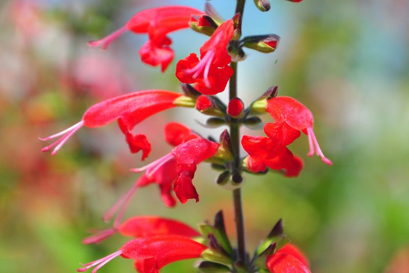 Scarlet Sage (Salvia coccinea)