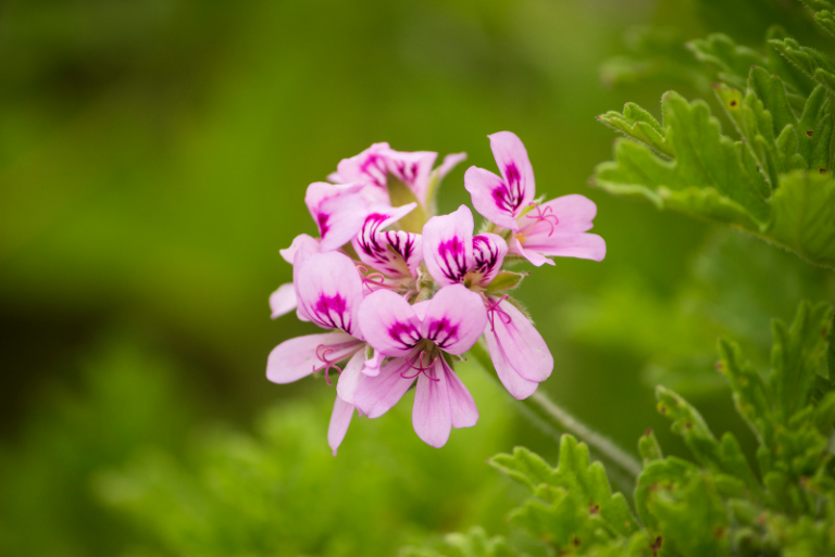 Scented-Leaf Geraniums to Grow: A Must-Have for Aromatic Gardens and Homes