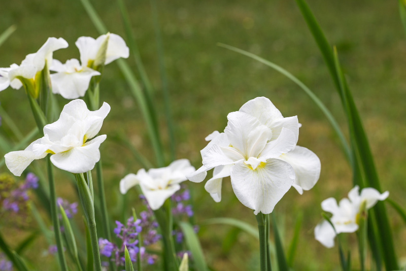 Siberian Irises (Iris sibirica)