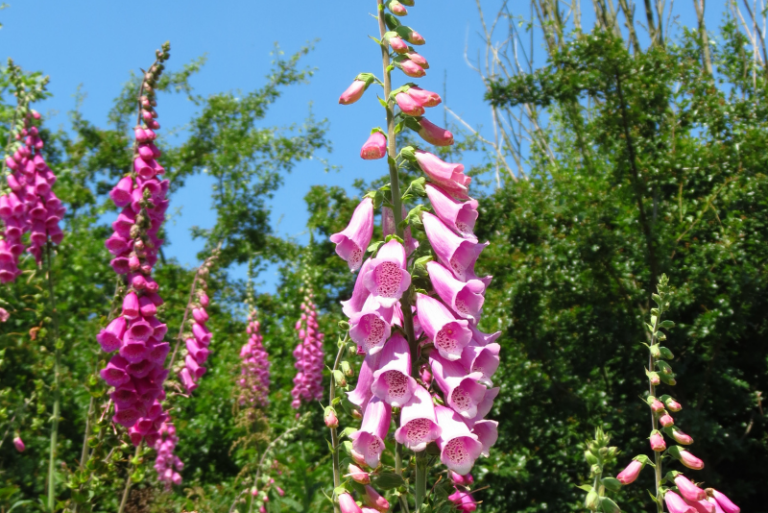 Six Plants to Grow with Foxgloves: Elevating Your Garden’s Beauty through Companion Planting
